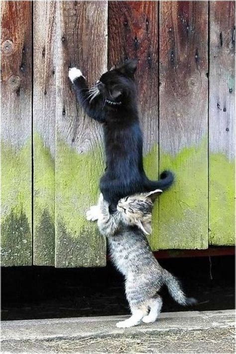 #funny #quotes #cute #animals #lend #a #paw #help #friendship #fence # ...