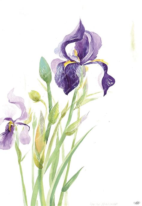 Watercolor flowers: Irises • MarMarClipArt