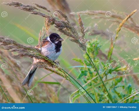 Adult Male Common Reed Bunting Sits in Spiked Grass Stock Image - Image of look, male: 138815867