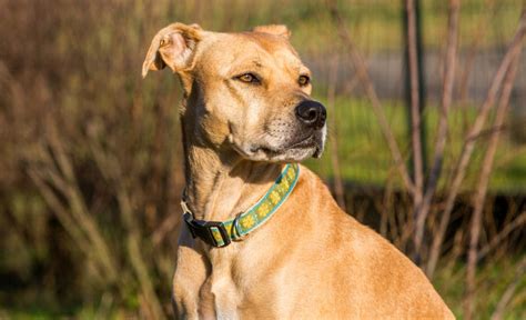 The Labrabull: Labrador Retriever x American Pit Bull Terrier Mix