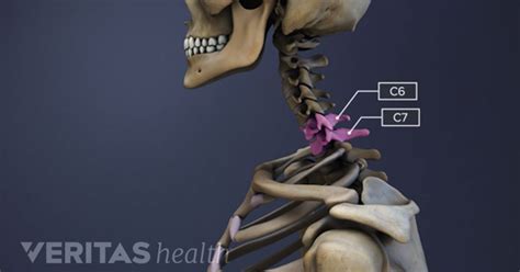 Spinal Motion Segment: C6-C7 Animation | Spinal, Nerve anatomy, Segmentation