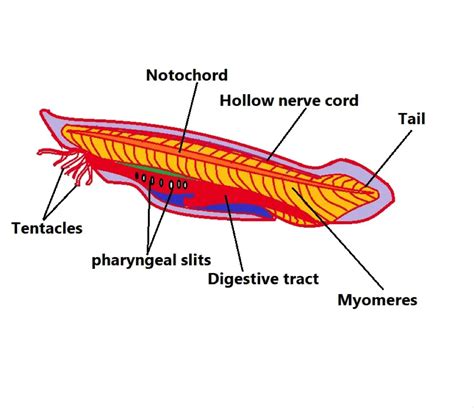 Phylum Chordata - Definition, Animals, and Characteristics