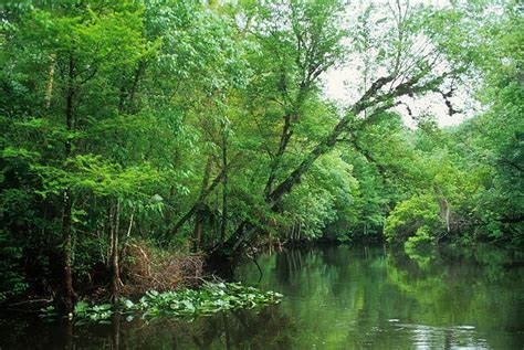 Florida Kayak Tour – The Ocklawaha River