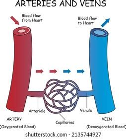 Arteries Veins And Capillaries Diagram