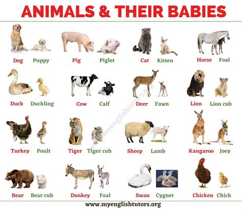 Baby Animals: List of Common Animals and Their Young Babies – My English Tutors
