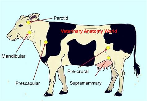 Superficial Lymph Nodes in Cattle - Veterinary Anatomy World