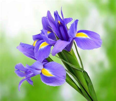 National Flower Of France Iris | Best Flower Site