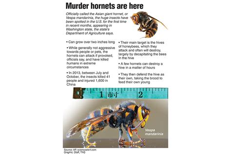 ‘Murder Hornets,’ with sting that can kill, land in US - The Iola Register