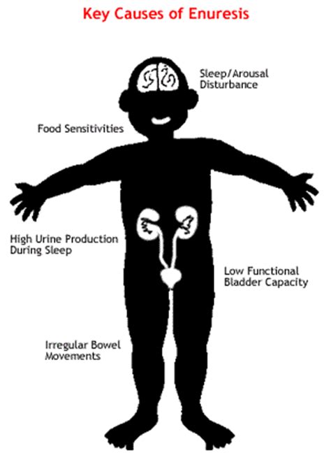 Bedwetting (enuresis) Causes