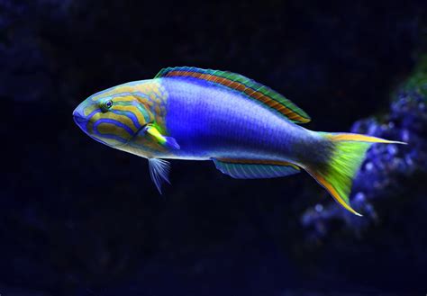 Best Coral Reef Fish Pictures [HD] | Download Free Images on Unsplash