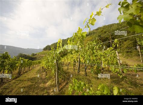 Wine-growing region of Wachau Stock Photo - Alamy