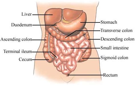 Cecum - Definition, Function, Location and Related Conditions