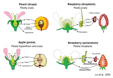 Rosaceae Fruits