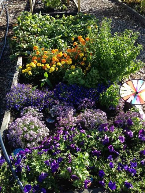 How to Plant a Rainbow Garden With Kids