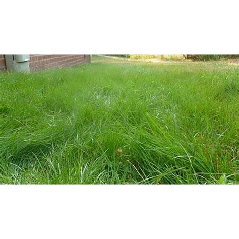 Emerald Zoysia Grass Seeds Emerald Zoysia Seeds Zoysia Grass Seeds 1 ...