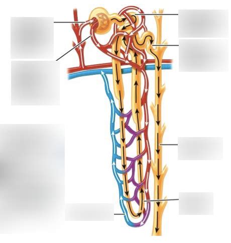 Vasa Recta Diagram | Quizlet