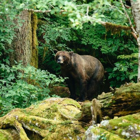 20 Photos From The Great Bear Rainforest To Inspire - Nimmo Bay