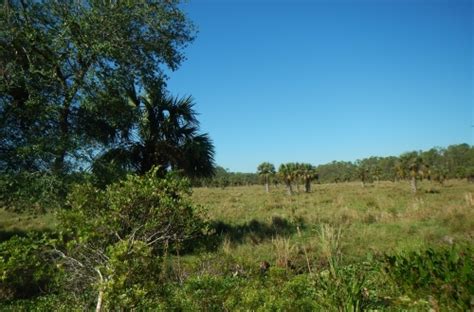 Conservation Foundation - Florida Panther Habitat Now Protected Forever by Conservation Foundation