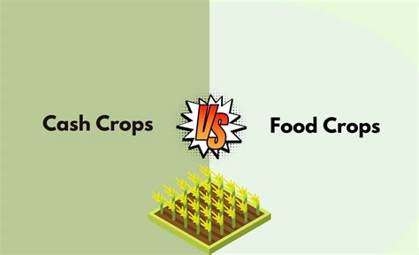 Cash Crops vs. Food Crops - What's The Difference (With Table)