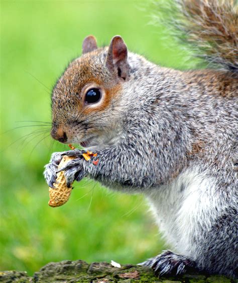 File:Eastern Gray Squirrel peanut.jpg - Wikipedia