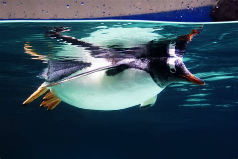 "Penguin", Sea Life Melbourne Aquarium, Melbourne