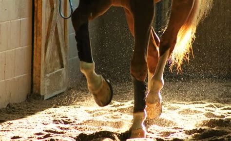 Lameness In Horses: What Does It Really Mean? – Horse FactBook