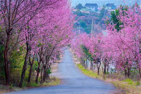 Núi rừng Đà Lạt ngập tràn sắc hoa Anh Đào | Hai Phong Tours