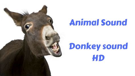 Donkey Sound HD Animal sounds - YouTube