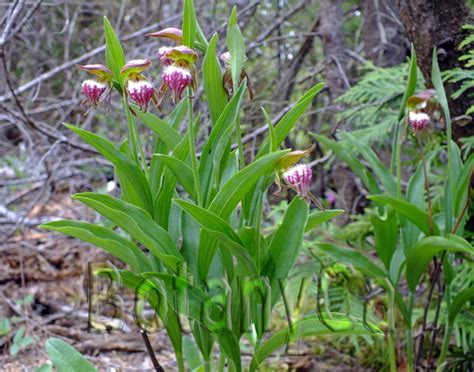 Cypripedium arietinum1 – Botanically Inclined – Seed Adventures