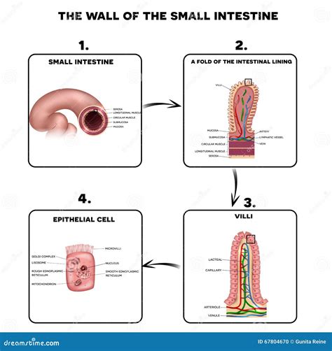 Small Intestine Wall Anatomy Stock Vector - Image: 67804670