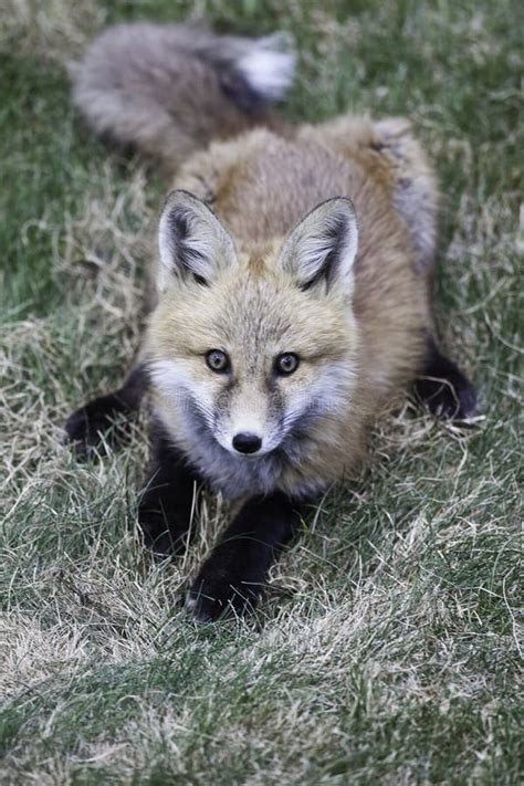 Red fox pup stock photo. Image of green, juvenile, looks - 18431804