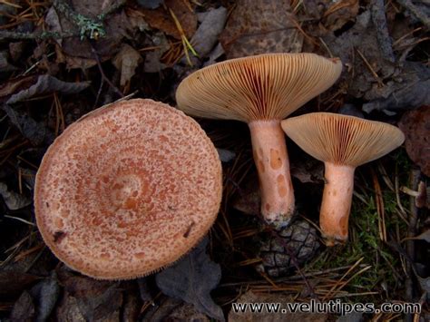 Lactarius deliciosus, männynleppärousku @ Natural Fungi in Finland