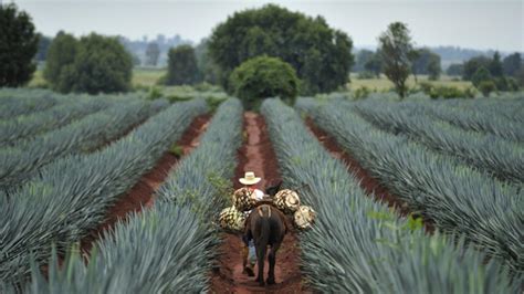 Arandas, un lugar para los amantes del tequila - Jet News