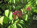 Category:Averrhoa carambola (flowers) - Wikimedia Commons