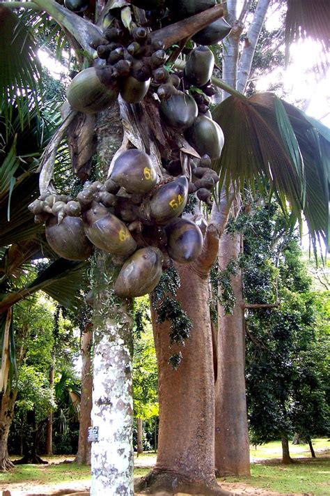 coco de mer palm tree seychelles - Osvaldo Slater