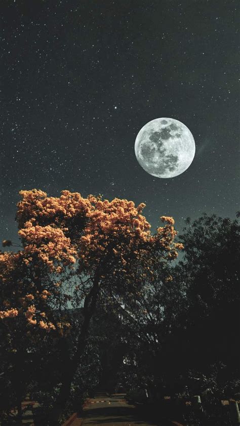 Moon Stars and Trees iPhone Wallpaper | Scenery wallpaper, Iphone ...