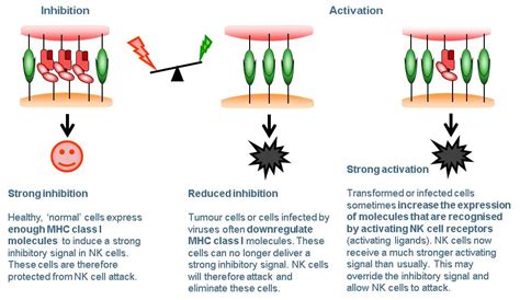 What Are Natural Killer Cells