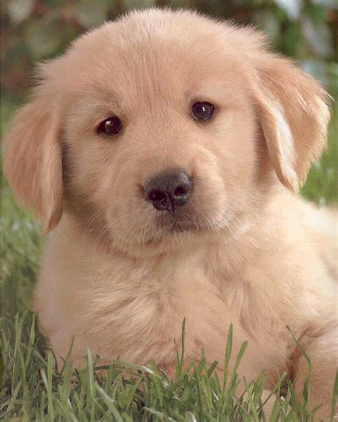 Funny wallpapers|HD wallpapers: Cute golden retriever puppies playing