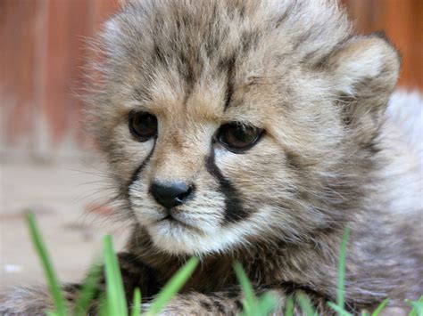 Baby Cheetah Face Free Stock Photo - Public Domain Pictures