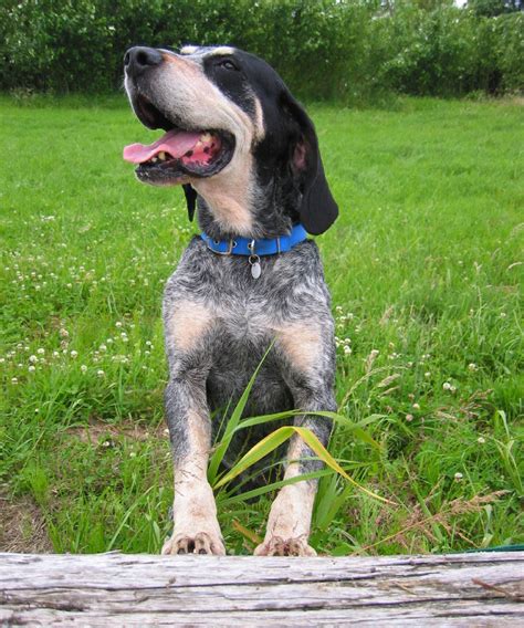 Explore the Captivating World of Bluetick Coonhounds: A Comprehensive Breed Guide - PetHelpful