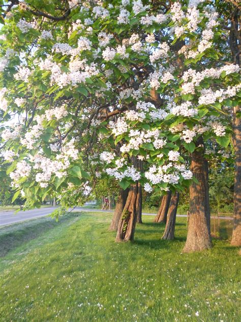 My side yard. Catawba trees in bloom. | Favorite Places & Spaces | Pi…