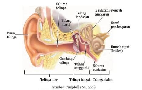 Alat Mekanisme Kesetimbangan Dalam Telinga Manusia Perpustakaan Cyber ...