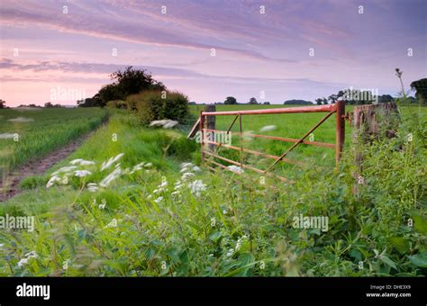 A red metal gate separates two fields of wheat. Cow Parsley and common nettles are blown in the ...