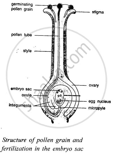 Explain the Structure of Germinating Pollen Grain with the Help of a ...