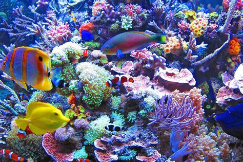 Aquarium of the Pacific | Live Streaming Webcams | California