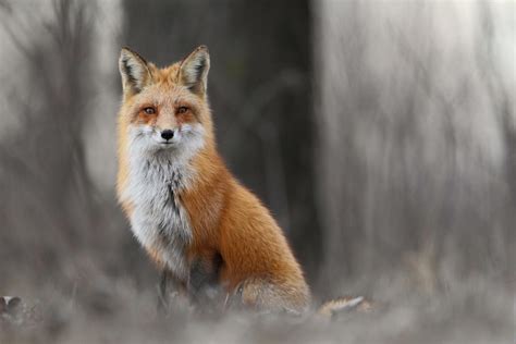 Winter fox in forest wallpaper | animals | Wallpaper Better