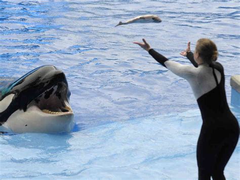 SeaWorld Fined By OSHA For Deadly Orca Attack : The Two-Way : NPR