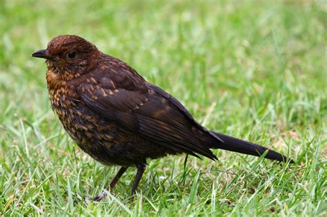 Κότσυφας Turdus merula | Ζωάκια 365