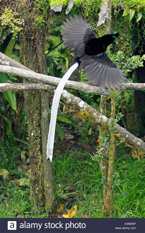 Birds Of Paradise Papua New Guinea High Resolution Stock Photography ...