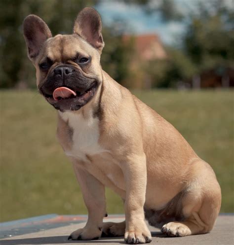 Fawn French Bulldog - My Doggy Rocks
